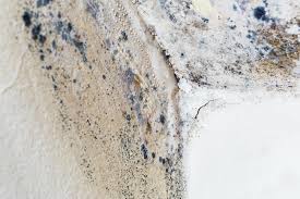 Why You Should Choose Our Mold Remediation Services in Marshallton, PA